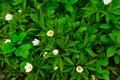 pretty small white flowers and green leaf. oxalis Royalty Free Stock Photo