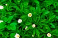 pretty small white flowers and green leaf. oxalis Royalty Free Stock Photo