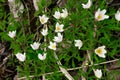 pretty small white flowers and green leaf. oxalis Royalty Free Stock Photo