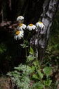 Pretty small white flowers camomile of Pyrethrum cinerariifolium. Organic insect repellent. Royalty Free Stock Photo