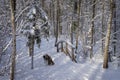 Pretty snow covered arched bridge over a stream