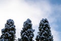 Pretty snow-covered pine treetops against a blue partly cloudy winter sky