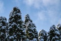 Pretty snow-covered pine treetops against a blue partly cloudy winter sky