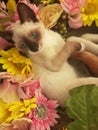 Pretty Snowshoe Kitten Royalty Free Stock Photo