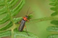 A pretty Soldier Beetle, Cantharis, walking over a bracken plant in spring. Royalty Free Stock Photo