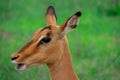 Pretty specimen of wild Impala antelope Royalty Free Stock Photo