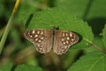A pretty Speckled Wood Butterfly, Pararge aegeria, perching on a leaf in a Woodland glade in the UK. Royalty Free Stock Photo