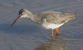 A stunning Spotted Redshank Tringa erythropus hunting for food in a sea estuary.