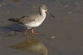 A stunning Spotted Redshank Tringa erythropus hunting for food in a sea estuary.