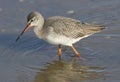 A stunning Spotted Redshank Tringa erythropus hunting for food in a sea estuary.