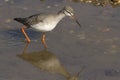 A stunning Spotted Redshank Tringa erythropus hunting for food in a sea estuary.