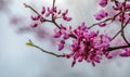 Pretty spring blooms on a Missouri Red Bud tree.
