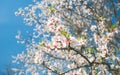 Pretty spring blossom nature background with white blooming of tree at blue sky with sunshine Royalty Free Stock Photo