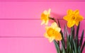 Pretty Spring Daffodils against Bright Pink Boards Background Wall with copy space. Horizontial with side view