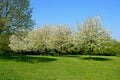 Pretty Spring meadow, UK.
