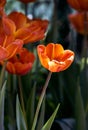 Pretty spring tulips in a garden Royalty Free Stock Photo