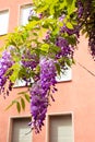 Hanging Spring Wisteria Flowers