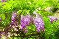 Pretty spring wisteria hanging outdoors