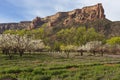 Fruit trees in bloom at the base of the Colorado National Monument Royalty Free Stock Photo