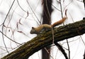 Pretty squirrel in a tree during autumn