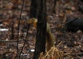 Pretty squirrel in a tree during autumn