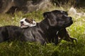 Pretty Staffordshire bull terrier dog with little friend