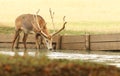 A stunning stag Milu Deer also known as PÃÂ©re David`s Deer Elaphurus davidianus drinking from a lake during rutting season.