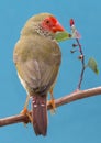 Pretty Star Finch from Australia Royalty Free Stock Photo