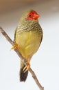 Pretty Star Finch from Australia