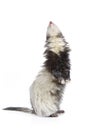 Pretty staying ferret on white background posing for portrait in studio Royalty Free Stock Photo