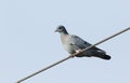 A pretty Stock Dove Columba oenas perched on a wire.