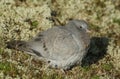 A pretty Stock Dove, Columba oenas, resting in the sand dunes amongst the lichen on the Norfolk coastline.