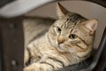 A pretty striped cat lying on a swivel black chair