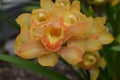 Pretty Striped Orange Orchid Flowers in a Garden