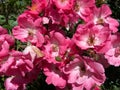 Pretty Summer Pink Flowers in August