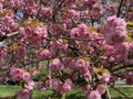 Pretty Sunlit Pink Kwanzan Cherry Blossom Flowers in April in Spring