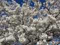 Pretty Sunlit White Cherry Blossoms in Spring in March