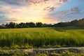 Pretty Sunset Over a Meadow with Trees and a Colorful Sky