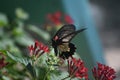 Pretty Swallowtail Butterfly Polinating Red Flowers in Aruba Royalty Free Stock Photo