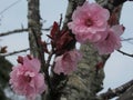 Pretty & Attractive Light Pink Cherry Blossom At Jericho Beach Vancouver