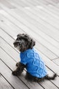 pretty sweet small little dog Miniature Schnauzer in blue pullover outdoor
