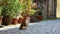 Cute Cat Poses for Camera in Medieval Cobblestone Street, Rothenburg, Germany