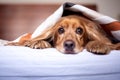 Pretty and tender cocker spaniel dog with a blanket in bed