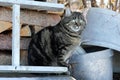 A pretty, thick brown-black cat on a ladder in front of a pile of firewood