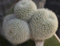 Pretty thorny Cactus, Rebutia lima naranja