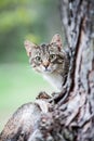 Pretty Tiger Cat