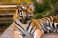 Pretty tiger Panthera tigris resting on cement at sunset