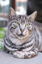 Pretty tiger stripe cat portrait