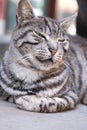 Pretty tiger stripe cat portrait