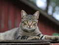 Pretty tiger stripe cat portrait Royalty Free Stock Photo